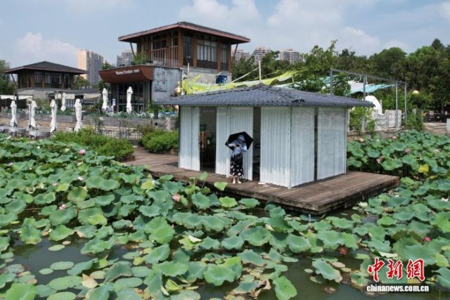 長沙盛夏荷韻濃引市民賞景打卡