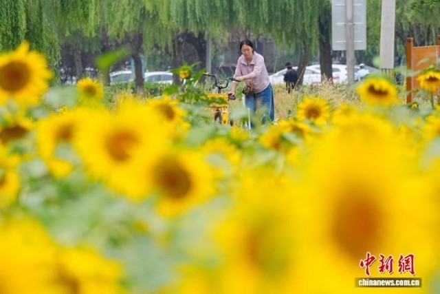 北京涼水河公園向日葵盛放引客來