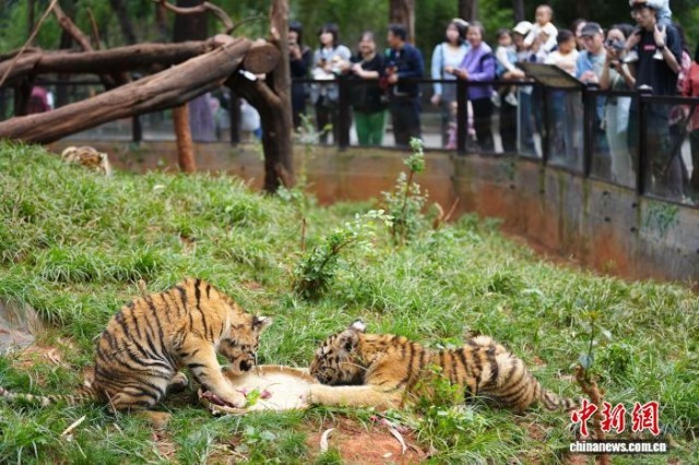 云南昆明：動物享用特制“月餅”