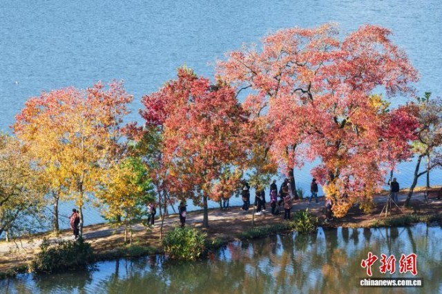 南京紫金山前湖秋色斑斕迎來最美季